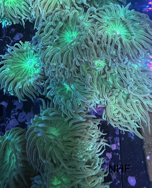 Duncan