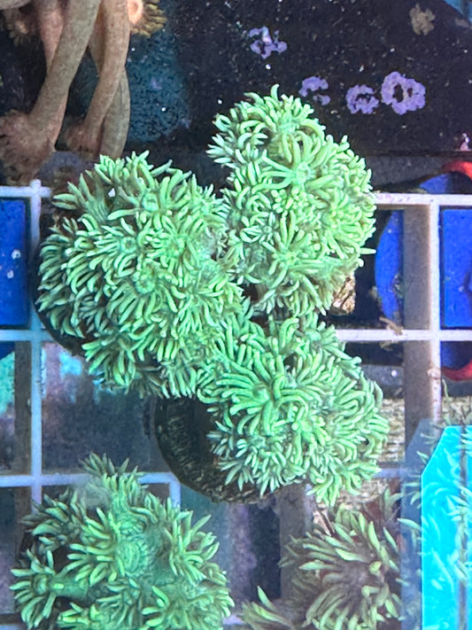 Green Goni