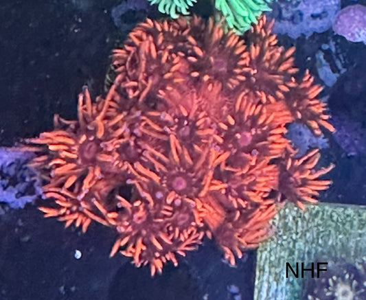 Red blue tip Goni