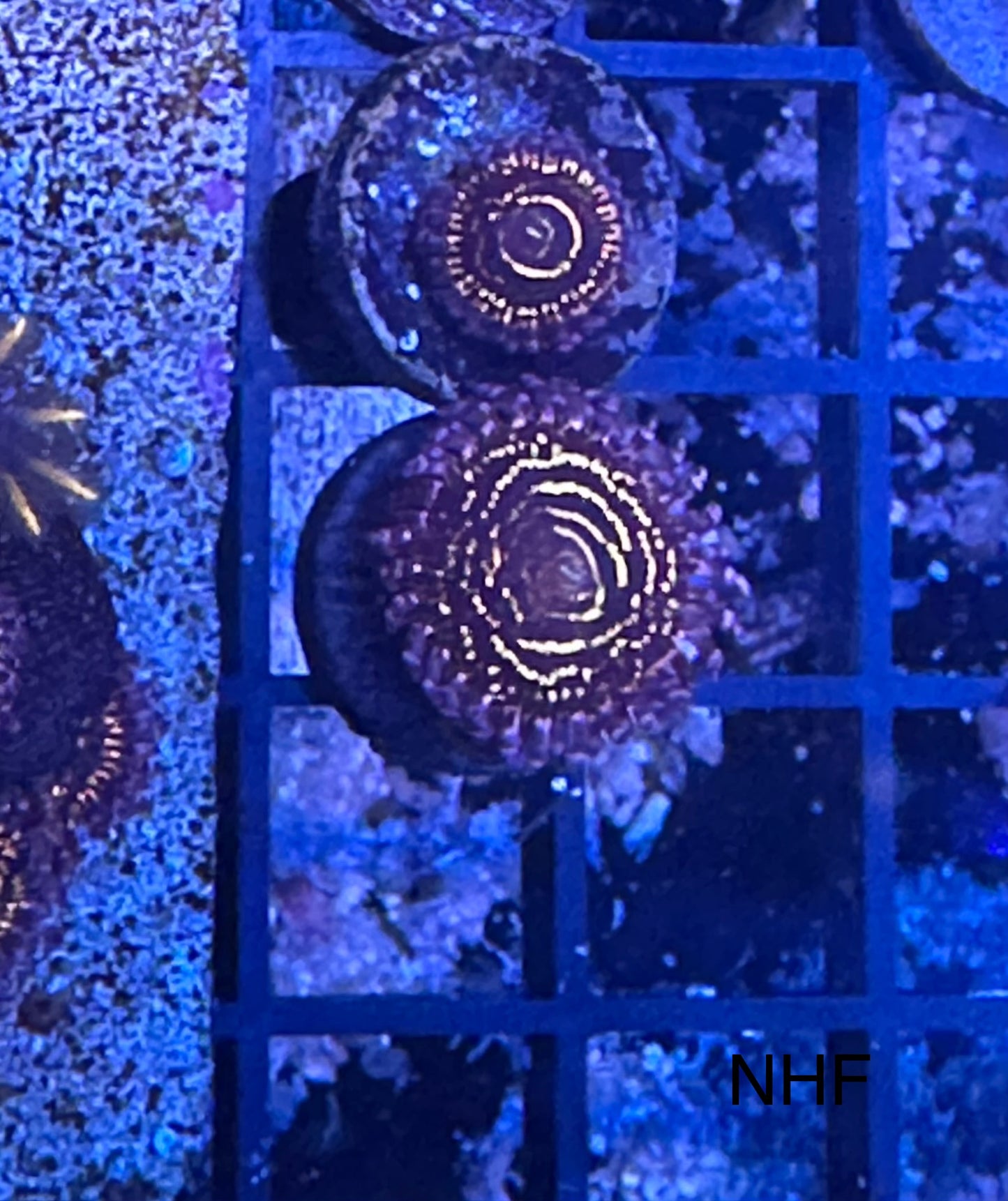 Stratosphere Zoa