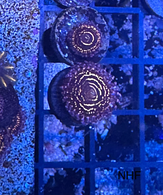 Stratosphere Zoa