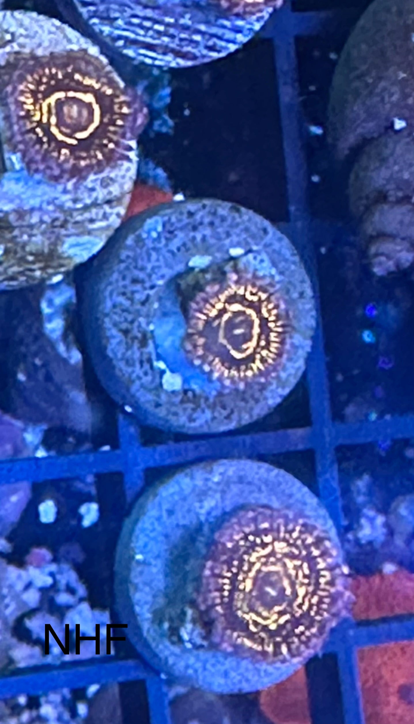 Stratosphere Zoa